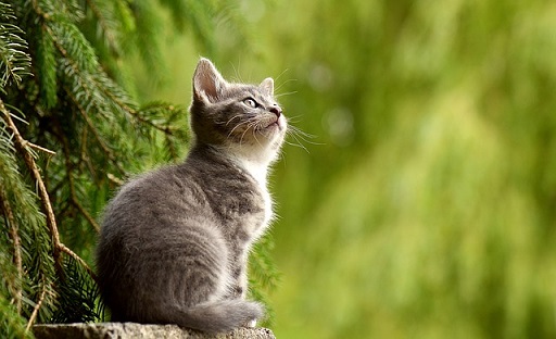 猫背